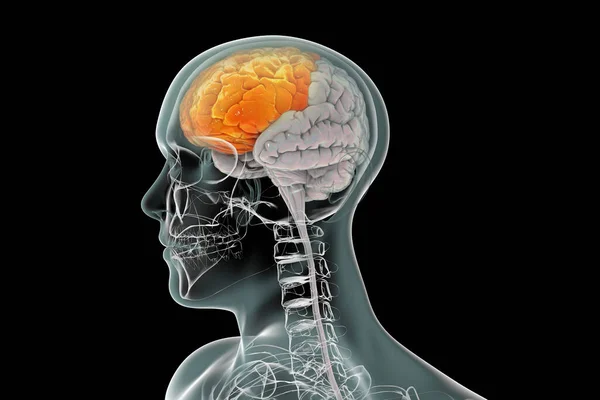 Cerebro Humano Con Lóbulo Frontal Resaltado Ilustración Ilustración — Foto de Stock