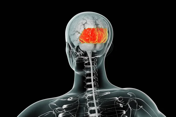 Menselijke Hersenen Met Gemarkeerde Occipitale Kwabben Illustratie — Stockfoto