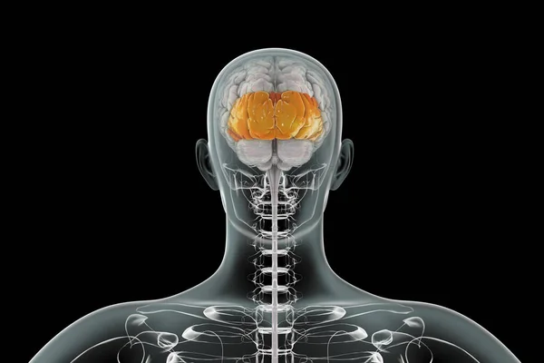 Human brain with highlighted occipital lobes, 3D illustration
