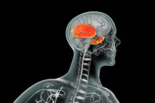 Cerebro Humano Con Lóbulo Temporal Resaltado Ilustración Está Involucrado Memoria — Foto de Stock