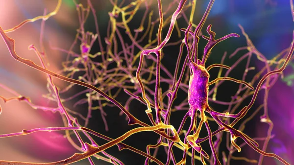 Neuroner Hjärnceller Lokaliserade Pons Varolii Den Mänskliga Hjärnan Illustration — Stockfoto