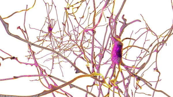 Neuronas Células Cerebrales Localizadas Los Pons Varolii Del Cerebro Humano — Foto de Stock