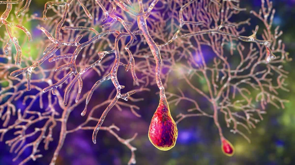 Neuronas Purkinje Neurona Gabaérgica Localizada Cerebelo Ilustración —  Fotos de Stock