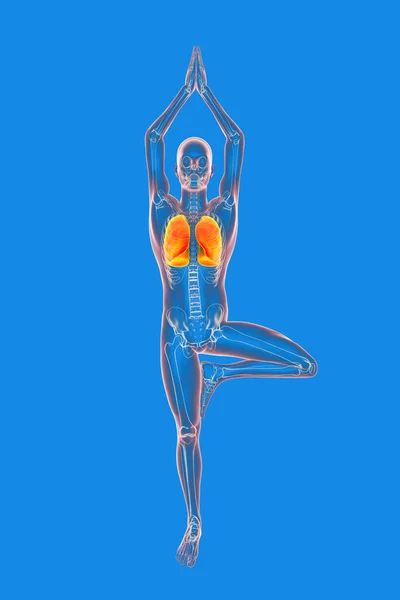 조절도 요가도 Yoga Tree Pose Vrikshasana 골격을 남성의 신체를 — 스톡 사진