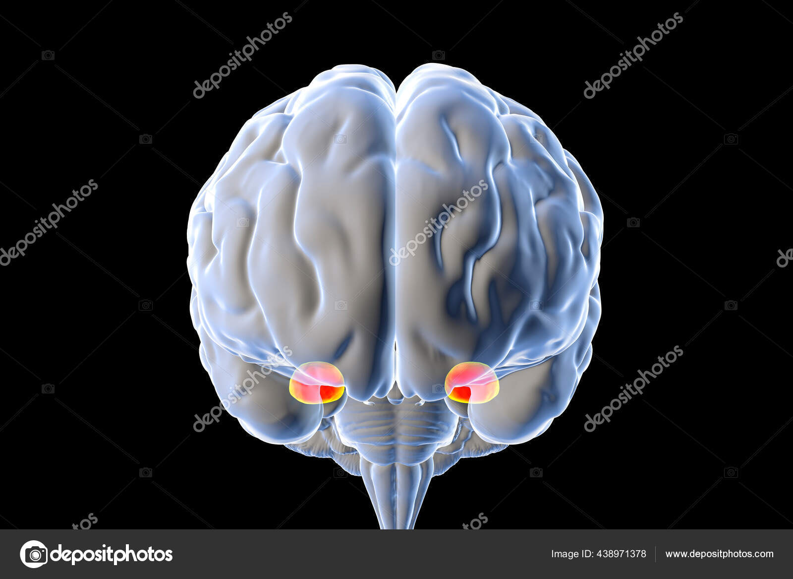 Amygdala Also Known Corpus Amygdaloideum Brain Illustration Two Almond ...