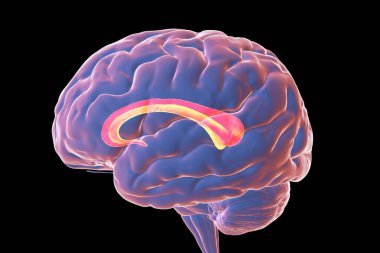 Vurgulanmış Corpus callosum ile insan beyni, Callosal commissure olarak da bilinir, 3 boyutlu illüstrasyon. Sol ve sağ beyin yarım kürelerini birbirine bağlayan geniş ve kalın bir sinir yolu.