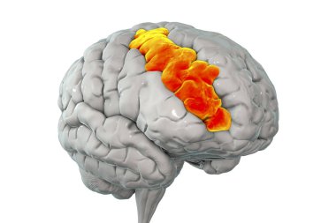 Orta ön kıvrımlı altı çizilmiş insan beyni, 3 boyutlu çizim. Ön lobun prefrontal korteksinin bir parçası. Dil öğrenme ve dikkat çekme ile ilgilidir.