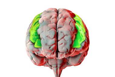 Orta ön kıvrımlı altı çizilmiş insan beyni, 3 boyutlu çizim. Ön lobun prefrontal korteksinin bir parçası. Dil öğrenme ve dikkat çekme ile ilgilidir.