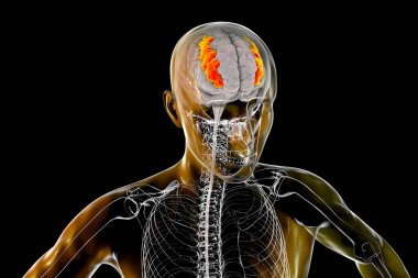 Orta ön kıvrımlı altı çizilmiş insan beyni, 3 boyutlu çizim. Ön lobun prefrontal korteksinin bir parçası. Dil öğrenme ve dikkat çekme ile ilgilidir.