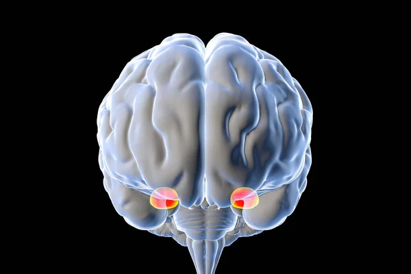 大脑中的Amygdala 也被称为Amygdaloideum 3D图解 额叶内的两个杏仁状核团 即边缘系统的一部分 在记忆和情感中发挥作用 — 图库照片