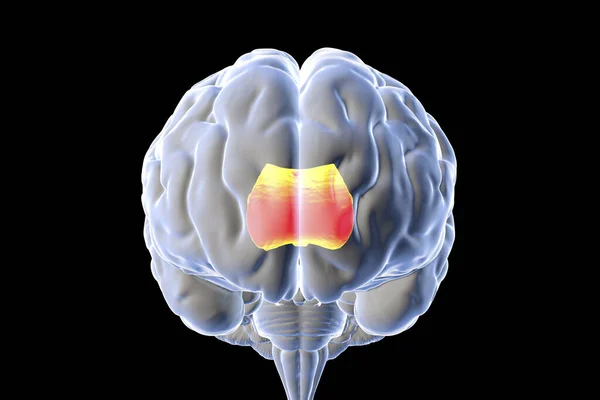人脑有突出的冠状体 也被称为乳头状体 3D图解 它是连接左脑半球和右脑半球的宽而厚的神经通道 — 图库照片