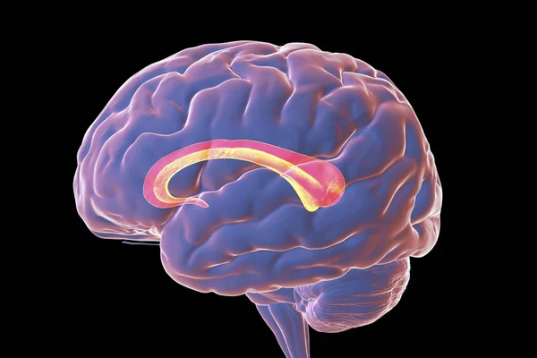 Cerebro Humano Con Corpus Callosum Resaltado También Conocido Como Comisura — Foto de Stock
