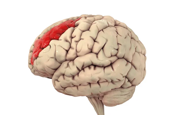 Ανθρώπινος Εγκέφαλος Τονισμένη Μεσαία Μετωπική Έλικα Τρισδιάστατη Απεικόνιση Είναι Τμήμα — Φωτογραφία Αρχείου