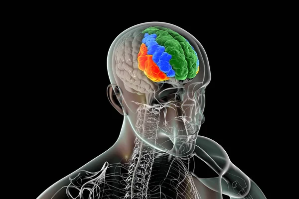 Cerebro Humano Cuerpo Con Giroscopio Frontal Resaltado Superior Verde Medio —  Fotos de Stock