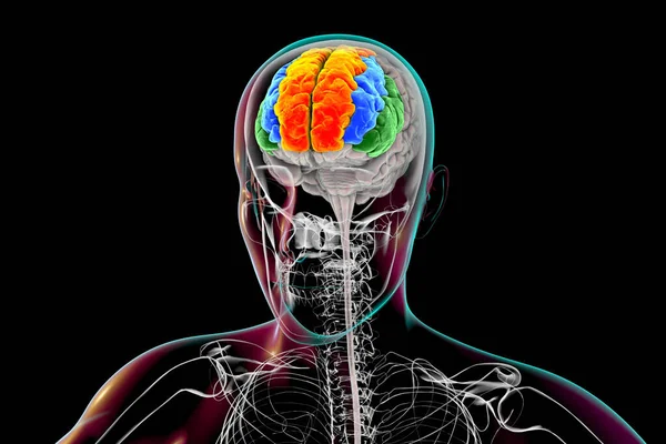 Menselijke Hersenen Het Lichaam Met Gemarkeerde Frontale Gyri Superieur Oranje — Stockfoto