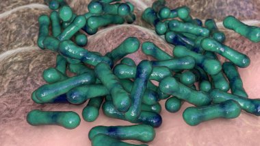 Bakteri Corynebacterium diphtheriae, Gram-pozitif çubuk şekilli bakteri solunum enfeksiyonu difteri ve deri lezyonlarına neden olur.