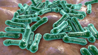Bakteri Corynebacterium diphtheriae, Gram-pozitif çubuk şekilli bakteri solunum enfeksiyonu difteri ve deri lezyonlarına neden olur.