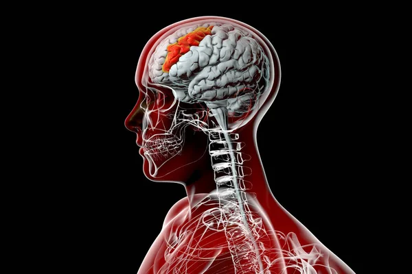 Menselijke Hersenen Het Lichaam Met Gemarkeerde Middelste Frontale Gyrus Illustratie — Stockfoto