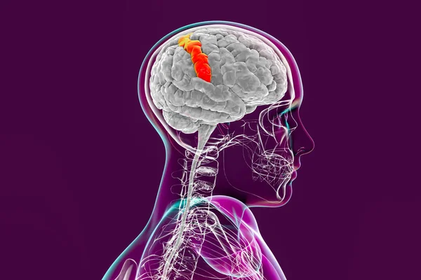 Human brain in body with highlighted postcentral gyrus, 3D illustration. It is located in the lateral parietal lobe, the primary somatosensory cortex, and is responsible for the sense of touch