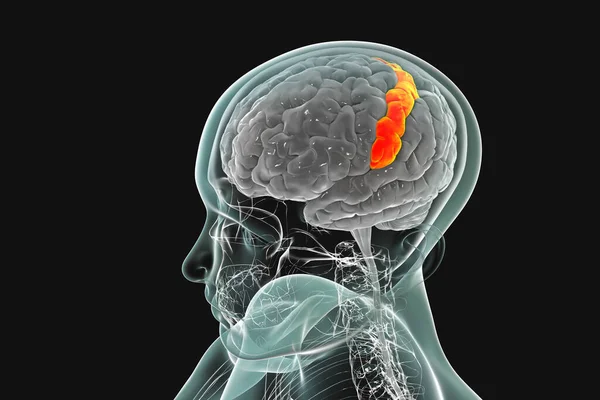 Menselijke Hersenen Het Lichaam Met Gemarkeerde Postcentrale Gyrus Illustratie Het — Stockfoto