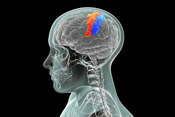 強調表示された中央と中央のぎりを持つ人間の脳 3Dイラスト 一次運動 前頭前神経 と体外感覚 後頭前神経 皮質の部位 — ストック写真