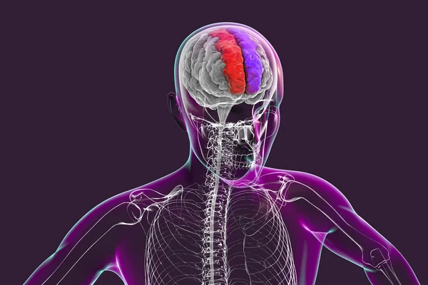 Human brain with highlighted superior frontal gyri, also marginal gyri, 3D illustration. It is located in the frontal lobe and is associated with self-awareness and laughter