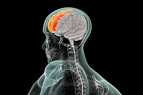 Cerebro Humano Con Giroscopio Frontal Superior Resaltado También Giroscopio Marginal — Foto de Stock