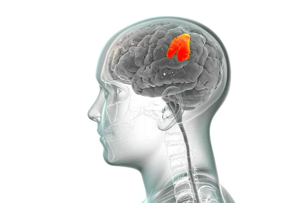 Cerebro Humano Cuerpo Con Giro Supramarginal Resaltado Ilustración Está Implicado — Foto de Stock