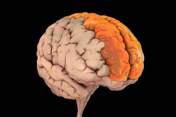 ハイライト優れた前頭葉のジュースを持つ人間の脳 限界のジュース フロントビュー 3Dイラスト それは前頭葉に位置し 自己認識と笑いに関連しています — ストック写真