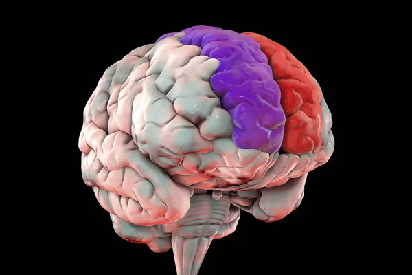 ハイライト優れた前頭葉のジュースを持つ人間の脳 限界のジュース フロントビュー 3Dイラスト それは前頭葉に位置し 自己認識と笑いに関連しています — ストック写真