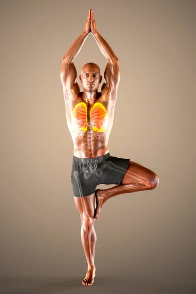 瑜伽中呼吸调节和呼吸 瑜伽树的解剖姿势 或称Vrikshasana 3D插图 Covid 19的康复和预防 呼吸练习使肺更强壮 — 图库照片