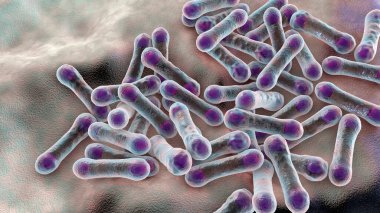 Bakteri Corynebacterium diphtheriae, Gram-pozitif çubuk şekilli bakteri solunum enfeksiyonu difteri ve deri lezyonlarına neden olur.