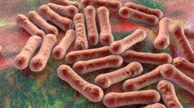 Bakteri Corynebacterium diphtheriae, Gram-pozitif çubuk şekilli bakteri solunum enfeksiyonu difteri ve deri lezyonlarına neden olur.
