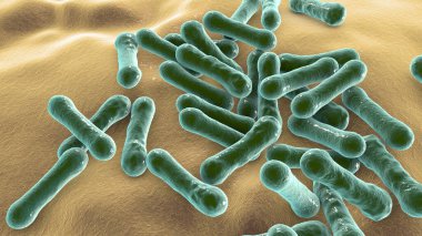 Bakteri Corynebacterium diphtheriae, Gram-pozitif çubuk şekilli bakteri solunum enfeksiyonu difteri ve deri lezyonlarına neden olur.