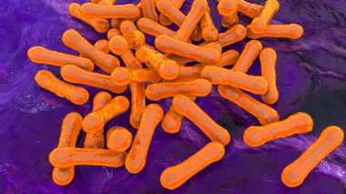 Bakteri Corynebacterium diphtheriae, Gram-pozitif çubuk şekilli bakteri solunum enfeksiyonu difteri ve deri lezyonlarına neden olur.