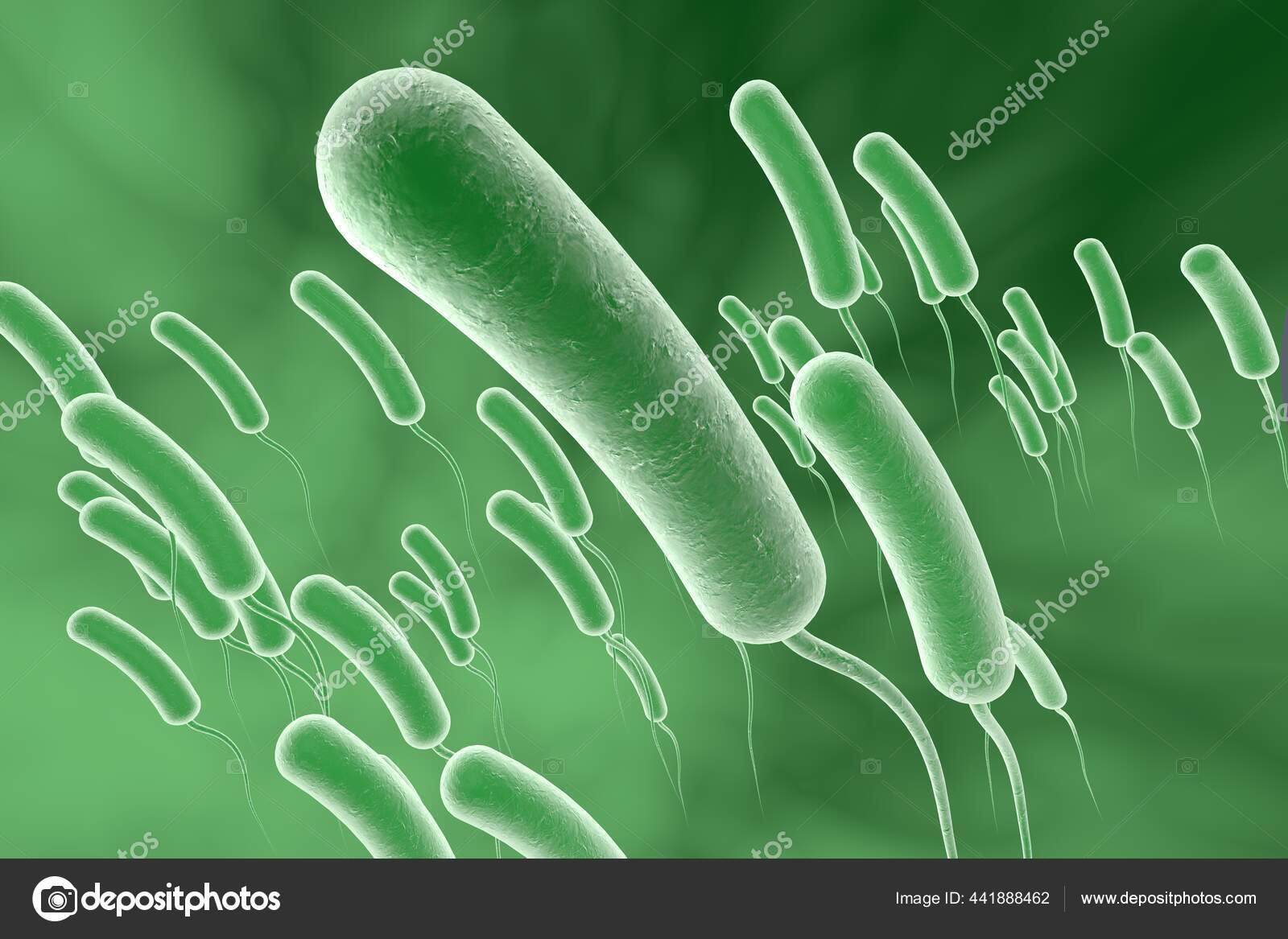 Vibrio Cholerae Bacterium Illustration Bacterium Which Causes Cholera —  Stock Photo © katerynakon #441888462, image size:1600x1167