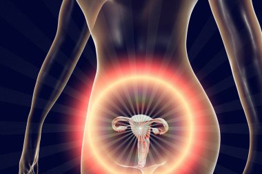 Kadın üreme sisteminin anatomisi, 3 boyutlu çizim. Kadın jinekoloji organları vücudun içinde vurgulandı