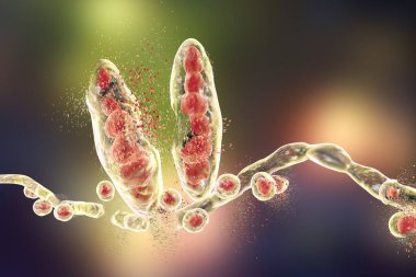 Mantar Trichophyton mentagrophyte 'lerinin tahribi atlet ayağı Tinea pedikür ve kafa derisi mantarı Tinea Capitus' a neden olur. Üç boyutlu illüstrasyon. Mantar önleyici tedavi kavramı