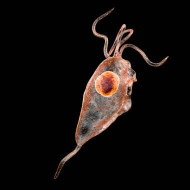 Trikomonas vaginalis protozoan siyah arka planda izole edilmiş, 3 boyutlu illüstrasyon. Trikomoneze neden olan bir parazit, kadın ve erkeklerde cinsel yolla bulaşan enfeksiyon.