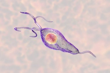 Trikomonas vaginalis protozoan, 3 boyutlu illüstrasyon. Trikomoneze neden olan bir parazit, kadın ve erkeklerde cinsel yolla bulaşan enfeksiyon.