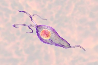 Trichomonas vaginalis protozoan, 3D illustration. A parasite causing trichomoniasis, sexually transmitted infection in men and women clipart