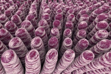 İnce bağırsak Villi, 3 boyutlu illüstrasyon. Bağırsak ortamı, yakın çekim görüntüsü