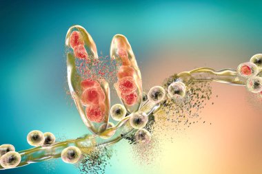 Mantar Trichophyton mentagrophyte 'lerinin tahribi atlet ayağı Tinea pedikür ve kafa derisi mantarı Tinea Capitus' a neden olur. Üç boyutlu illüstrasyon. Mantar önleyici tedavi kavramı