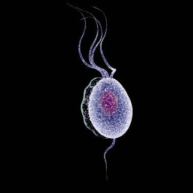 Trikomonas vajinalis, cinsel yolla bulaşan bir protozoan. Bu da trikomoneze ve 3 boyutlu illüstrasyona neden oluyor.