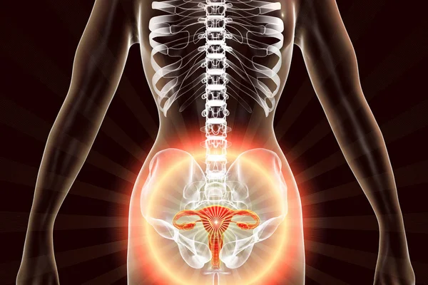 Anatomi Kvinnliga Reproduktiva Systemet Illustration Kvinnliga Gynekologiska Organ Markerade Inuti — Stockfoto