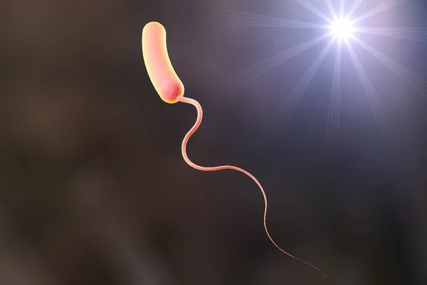 Bactéria Vibrio Cholerae Ilustração Bactéria Causadora Cólera — Fotografia de Stock