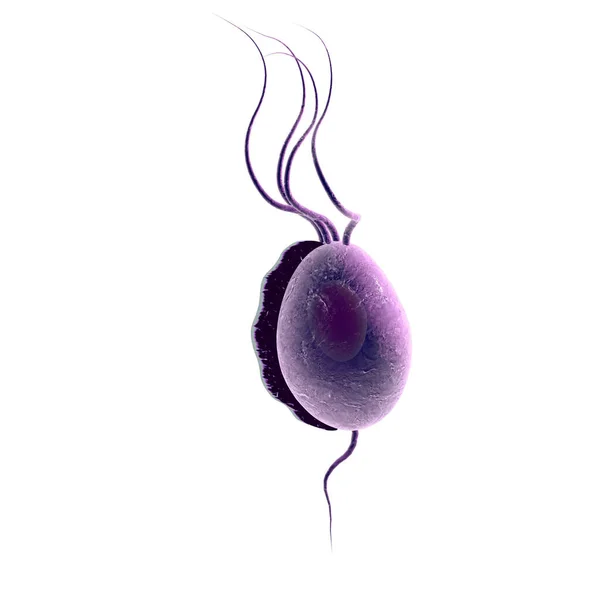 Trichomonas Vaginalis Sexually Transmitted Protozoan Which Causes Trichomoniasis Illustration — Stock Photo, Image