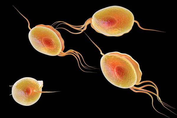 Trichomonas Vaginalis Protozoo Transmisión Sexual Que Causa Tricomoniasis Ilustración — Foto de Stock