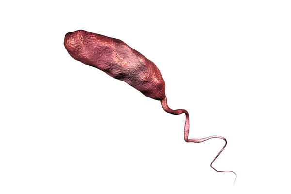 Vibrio Cholerae Bakterie Isolerad Vit Bakgrund Illustration Bakterium Som Orsakar — Stockfoto