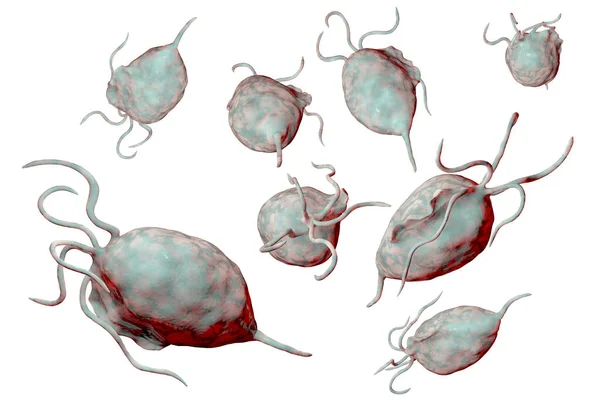 Trichomonas Vaginalis Protozoa Geïsoleerd Witte Achtergrond Illustratie Een Parasiet Die — Stockfoto